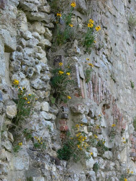 Mont Saint Michel 2010 - 059.jpg